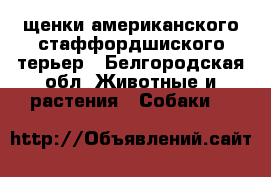  щенки американского стаффордшиского терьер - Белгородская обл. Животные и растения » Собаки   